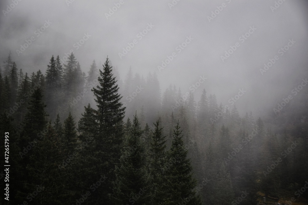 foggy woods