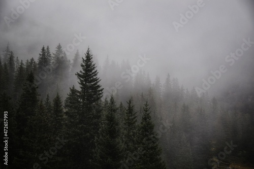 foggy woods © Hermann