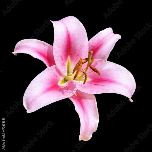 Flower of pale pink lily variety Frontera. Hybrid. Isolated on black background