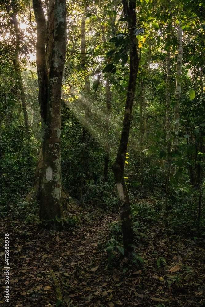 Obraz premium Rainforest in the Borneo island