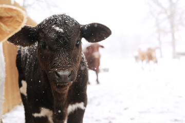 Beef calf in winter snow on farm with blurred background.