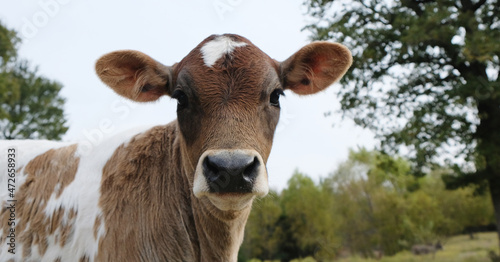 Cute crossbred beef calf looking curious in farm field.