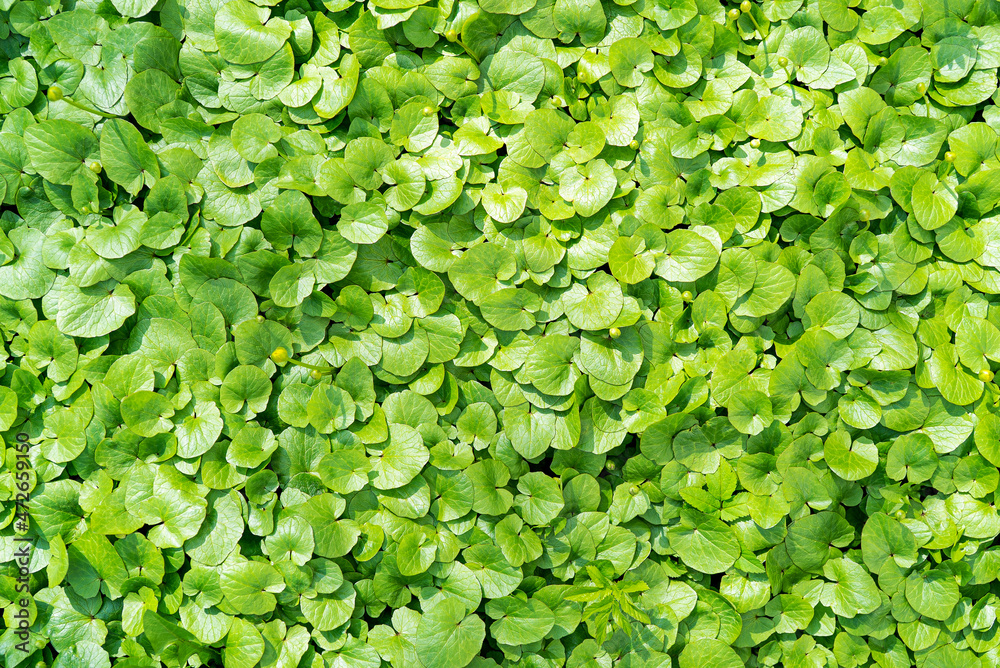 Fototapeta premium Green natural background of fresh green leaves