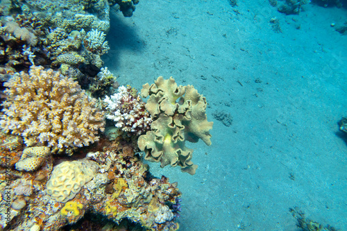 Colorful coral reef at the bottom of tropical sea, Sarcophyton coral, underwater landscape