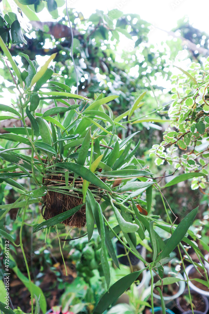 Dischidia Philippines ,Dischidiaor or Asclepiadaceae