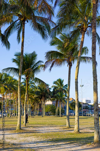 palm trees on the beach © Mauricio