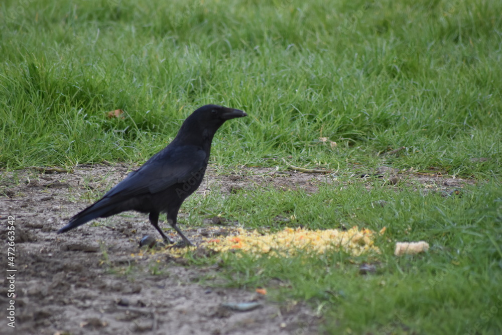 Obraz premium Bird photography from the area of Essex, UK. Taken in Spring.