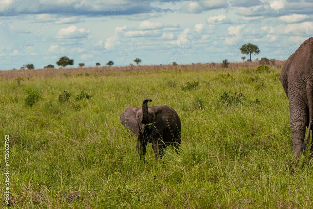 Fototapeta premium elephant in the savannah