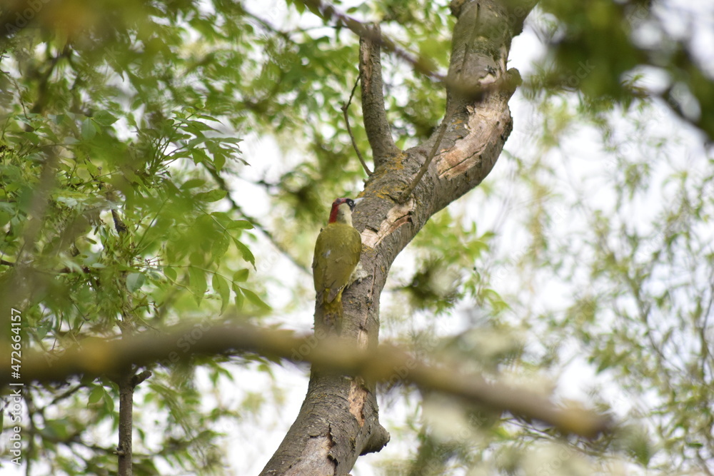Beautiful British Woodpecker sitting on a tree branch in Essex, UK. Beautiful British Woodpecker sitting on a tree branch in Essex, UK.