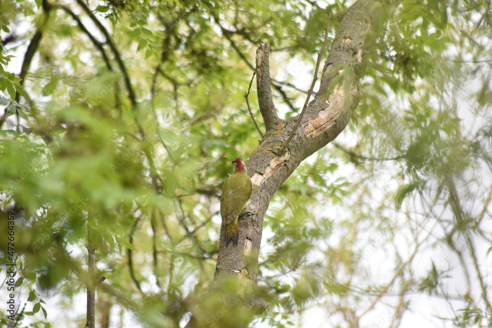 Beautiful British Woodpecker sitting on a tree branch in Essex, UK.