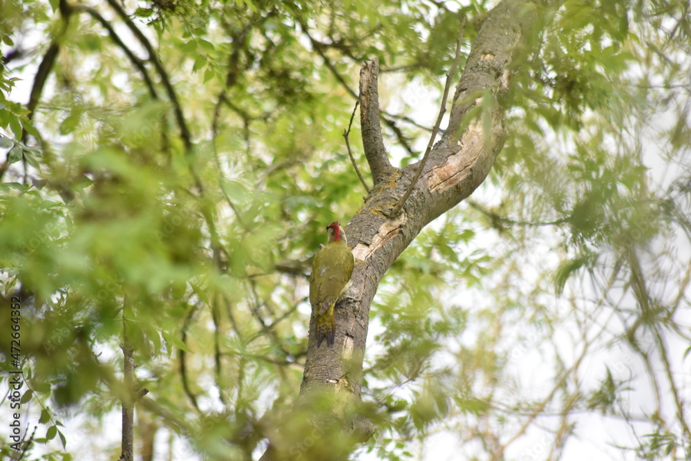 Beautiful British Woodpecker sitting on a tree branch in Essex, UK. Beautiful British Woodpecker sitting on a tree branch in Essex, UK.