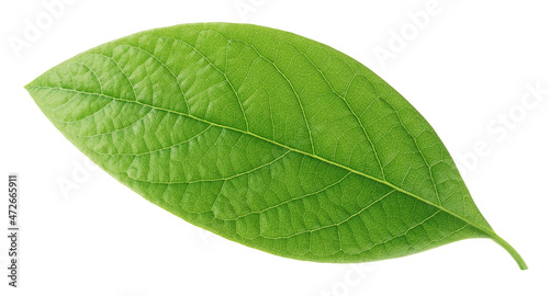 Leaf of avocado isolated on white background