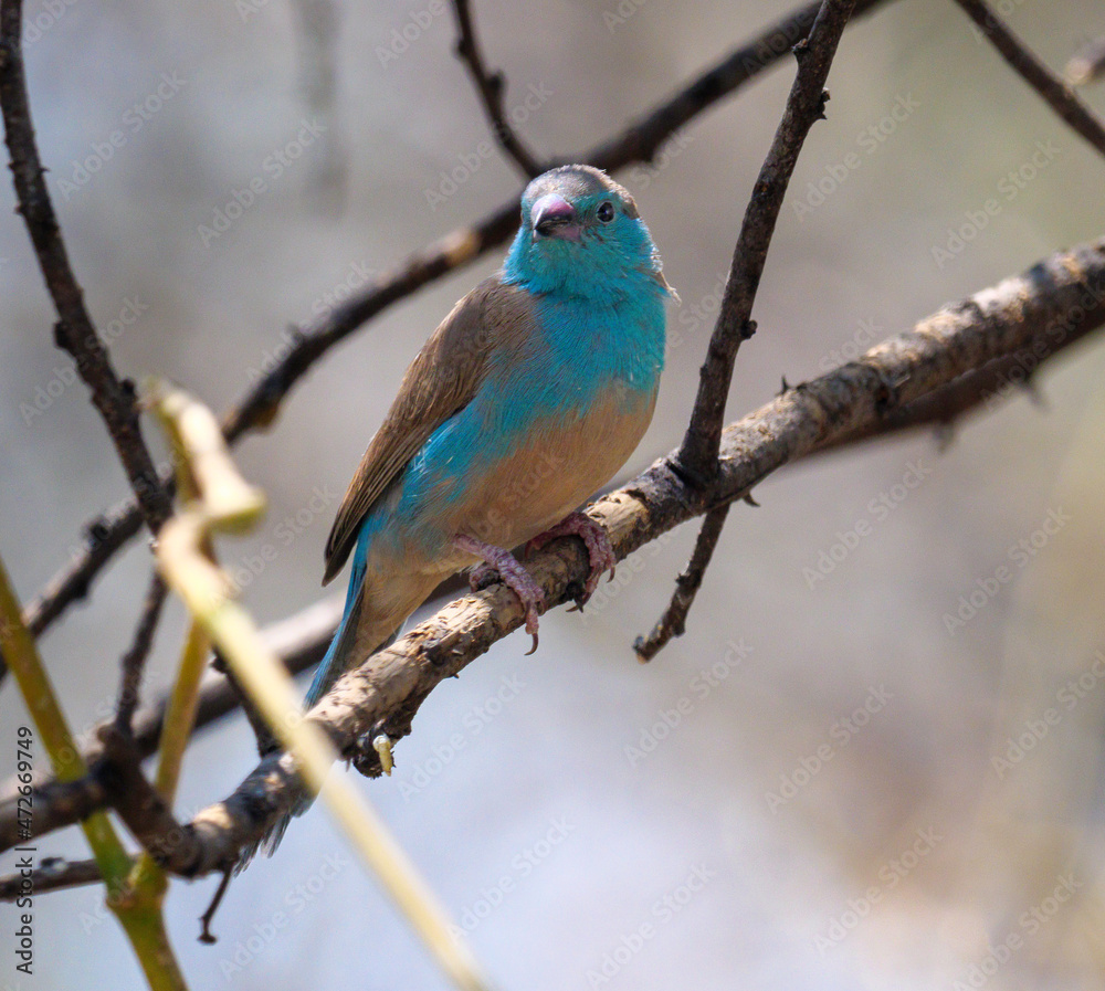 The blue waxbill , also called southern blue waxbill, blue-breasted waxbill, southern cordon-bleu, blue-cheeked cordon-bleu, blue-breasted cordon-bleu and Angola cordon-bleu, i The blue waxbill , also called southern blue waxbill, blue-breasted waxbill, southern cordon-bleu, blue-cheeked cordon-bleu, blue-breasted cordon-bleu and Angola cordon-bleu, i