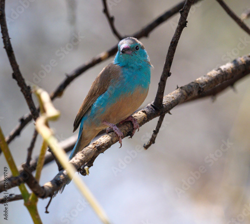 The blue waxbill , also called southern blue waxbill, blue-breasted waxbill, southern cordon-bleu, blue-cheeked cordon-bleu, blue-breasted cordon-bleu and Angola cordon-bleu, i