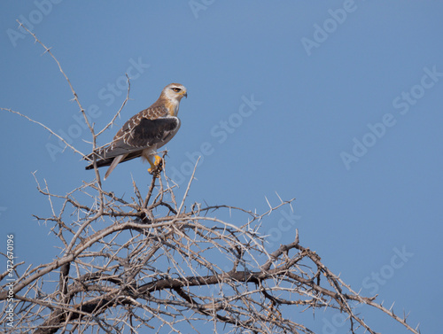 A young pale chanting goshawk in its natural environment in Namibia © adrivdb