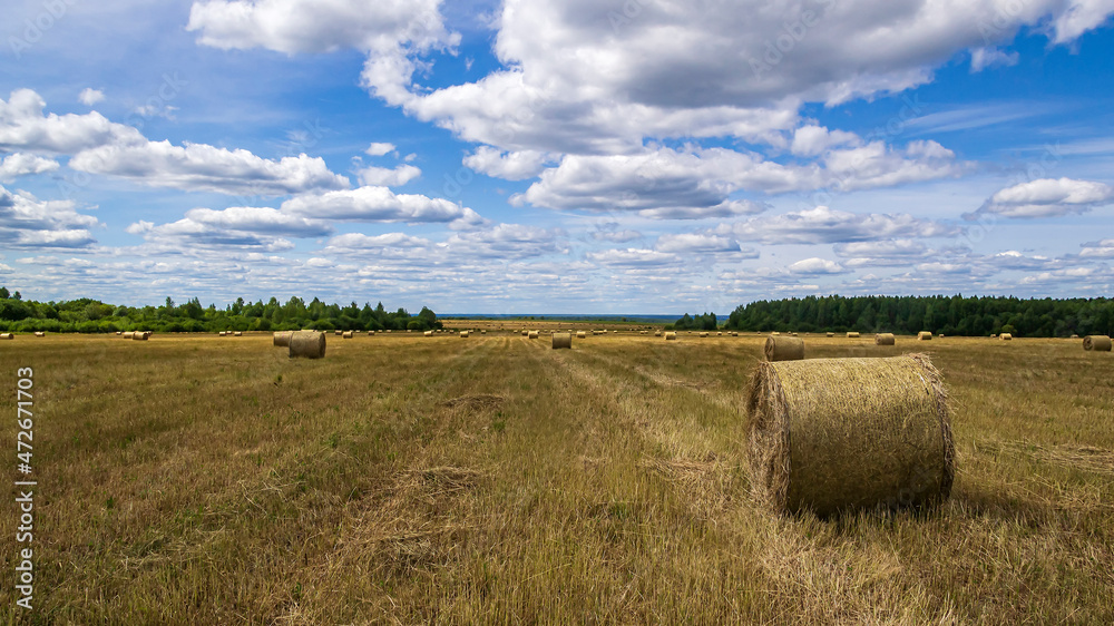 Fototapeta premium a field with straw bales