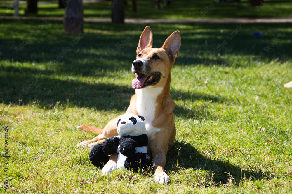 Large cinnamon coloured dog lying on the grass with a stuffed toy in the shape of a panda bear. Concept pets. 4th of october world pet day.