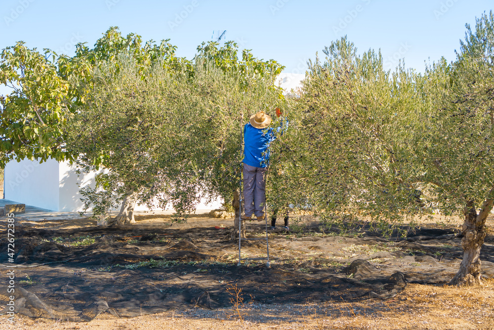 Man on a ladder picking olives from the top of the tree in the countryside on sunny day.