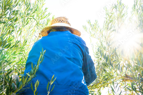 Farmer with straw hat and work clothes on a ladder picking olives from the top of the tree on sunny day.