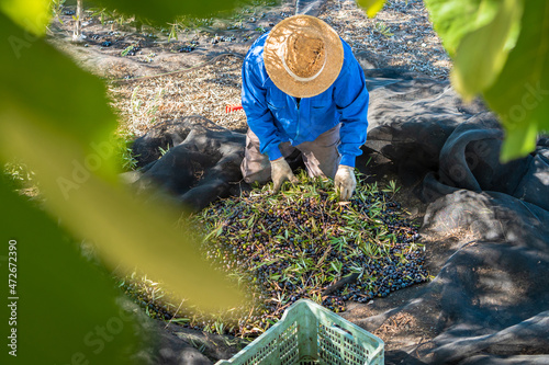 Farmer with straw hat and work clothes removing leaves from the olive harvest in the countryside on sunny day. photo