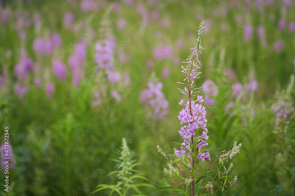 Pink flowers of cypress,Epilobium or Chamerion narrow-leaved, in flower ivan-tea. High quality photo Pink flowers of cypress,Epilobium or Chamerion narrow-leaved, in flower ivan-tea. High quality photo