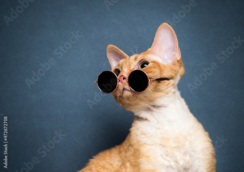 cat with glasses on a gray background Cornish Rex breed