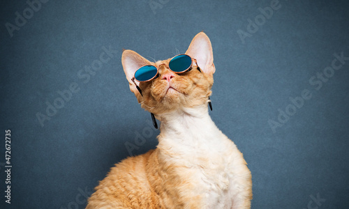 cat with glasses on a gray background Cornish Rex breed