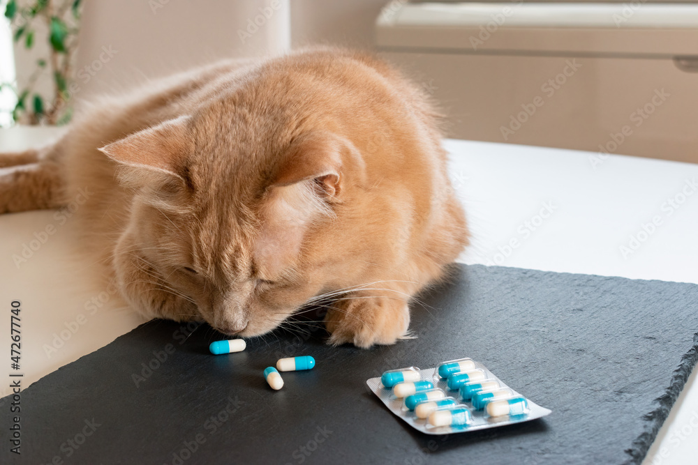Cat sniffing pills. Concept of taking veterinary drugs and supplements.  Veterinary medical care and pharmaceuticals industry. Stock Photo | Adobe  Stock