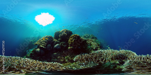 Fototapeta Naklejka Na Ścianę i Meble -  Tropical coral reef. Underwater fishes and corals. Underwater fish reef marine. Philippines. Virtual Reality 360.