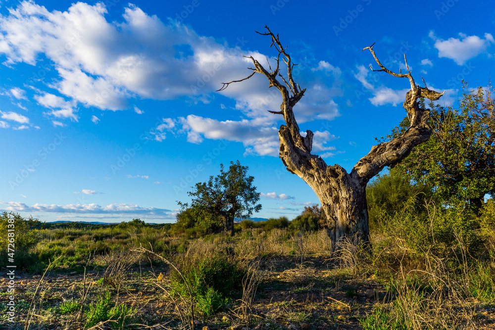 Time is inexorable and this old tree proves it.