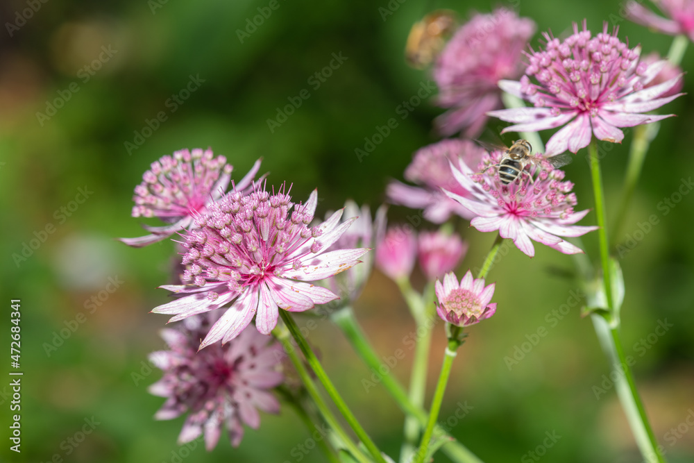 Close up of astrantia major flowers in bloom Close up of astrantia major flowers in bloom