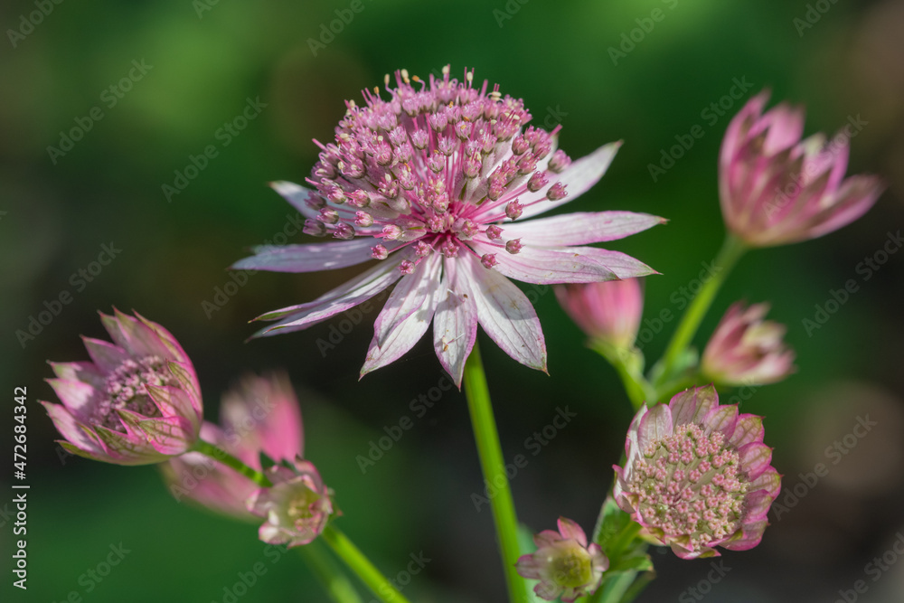 Close up of astrantia major flowers in bloom Close up of astrantia major flowers in bloom