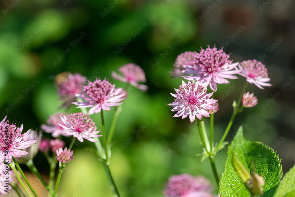 Close up of astrantia major flowers in bloom Close up of astrantia major flowers in bloom