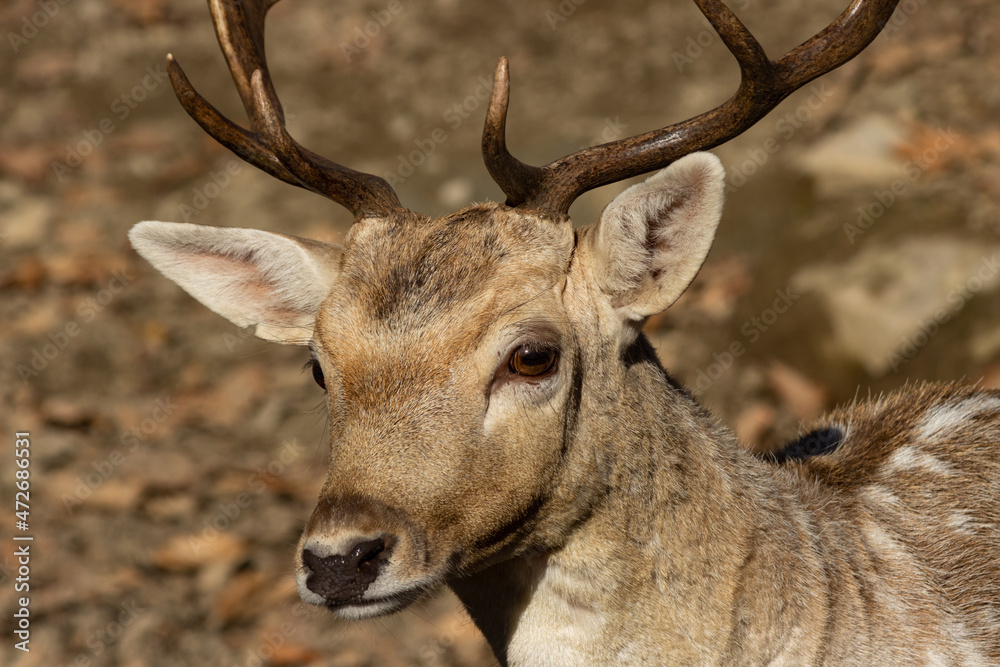 Fototapeta premium Fallow Deer Portrait