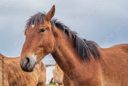 Horses in a paddock on a farm on a cloudy summer day. © shymar27
