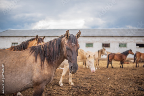 Horses in a paddock on a farm on a cloudy summer day.