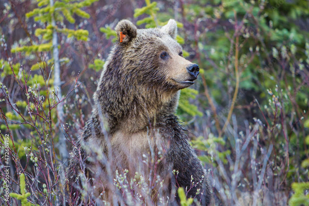 Obraz premium Canada, Alberta. A tagged Brown Bear sow looks out for her cub in Icefields Parkway.