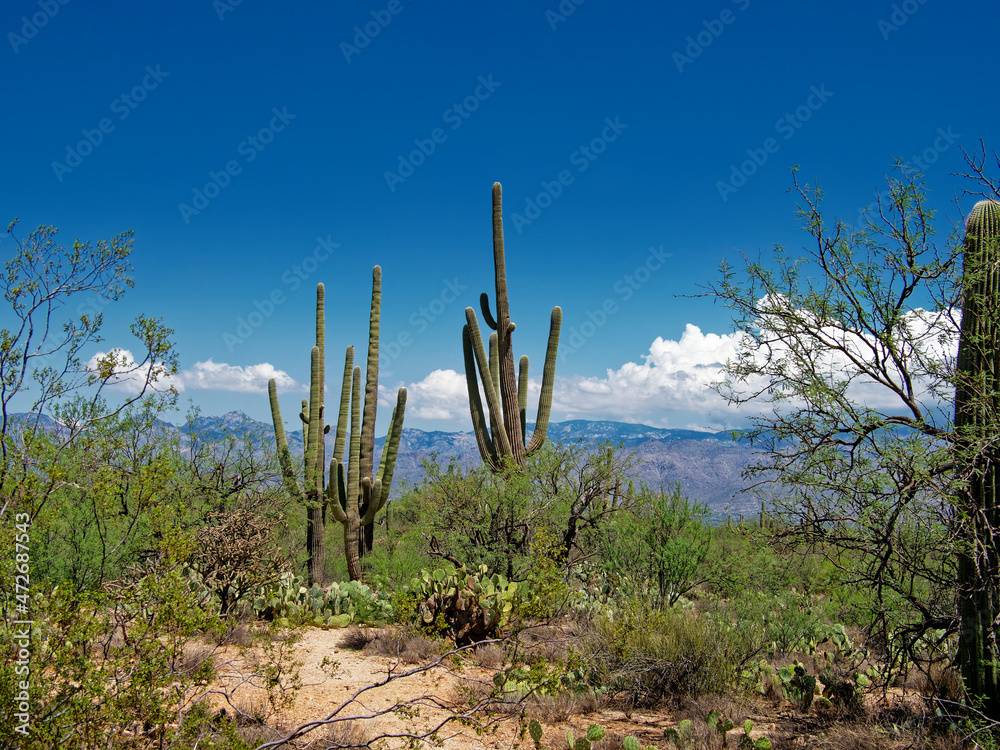Seguaro National Park East. 8-mile scenic loop. Tucson, Arizona