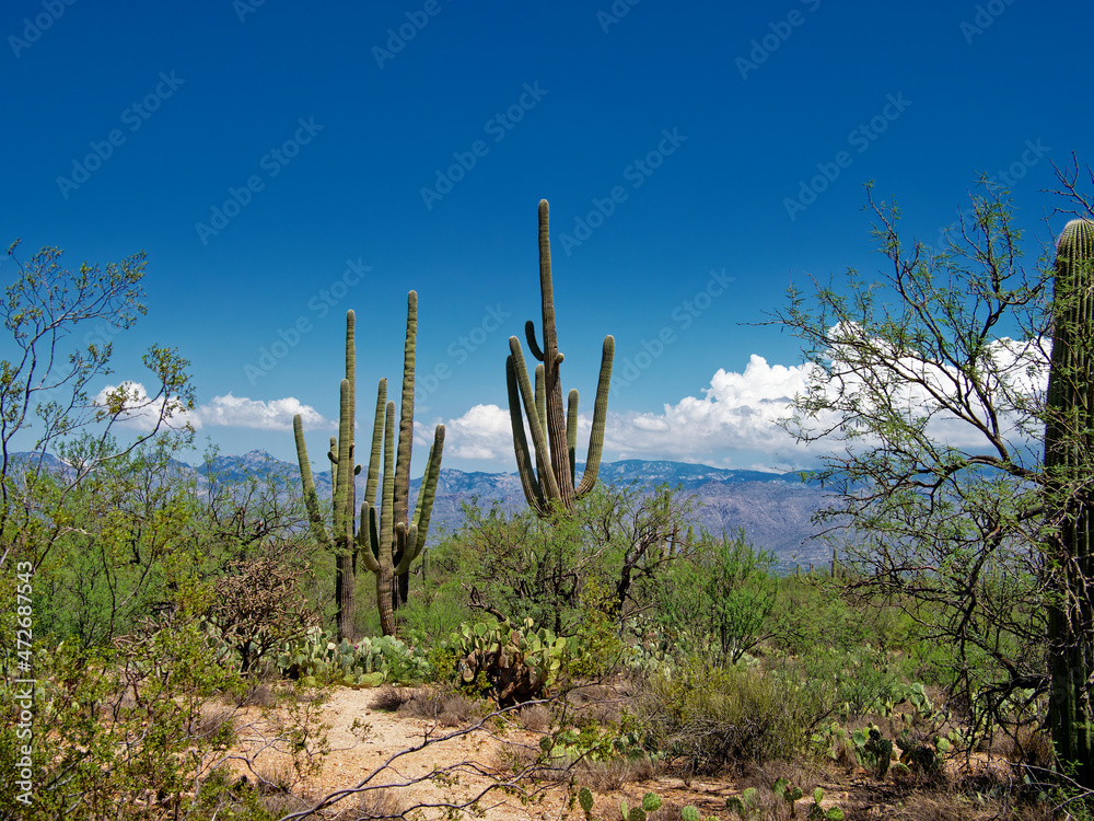 Seguaro National Park East. 8-mile scenic loop. Tucson, Arizona Seguaro National Park East. 8-mile scenic loop. Tucson, Arizona