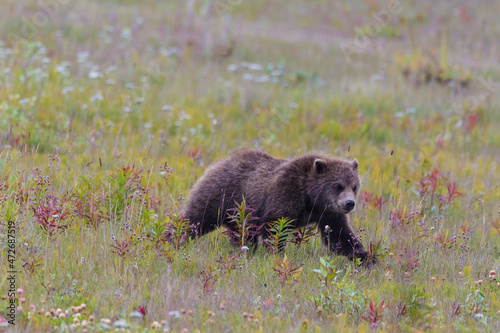 Canada, British Columbia, A Grizzly cub at roadside on the Haines Highway.