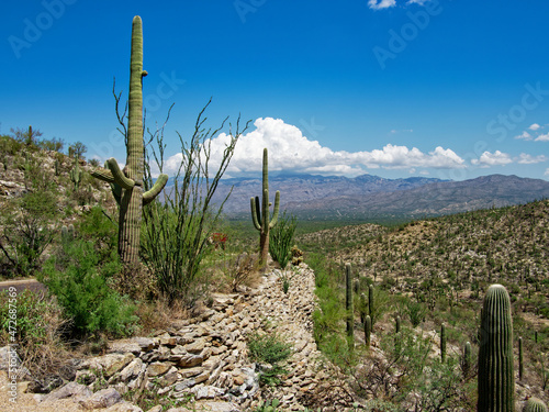 Seguaro National Park East. 8-mile scenic loop. Tucson, Arizona © WebGuNet