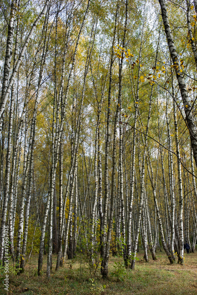 Fototapeta premium Autumn park, birch grove sunny day