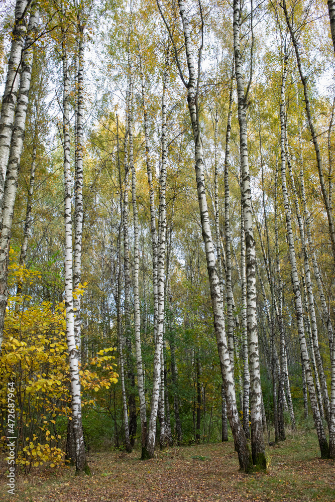 autumn forest in the morning, birch grove autumn forest in the morning, birch grove