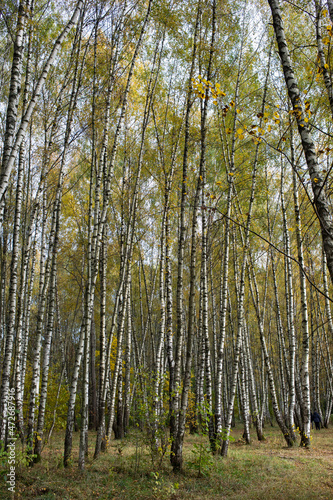Autumn park, birch grove sunny day