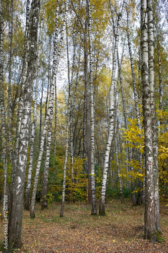 Autumn park  birch grove sunny day