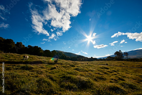 llama, alpaca Andean landscape, ecuadorian blue sky