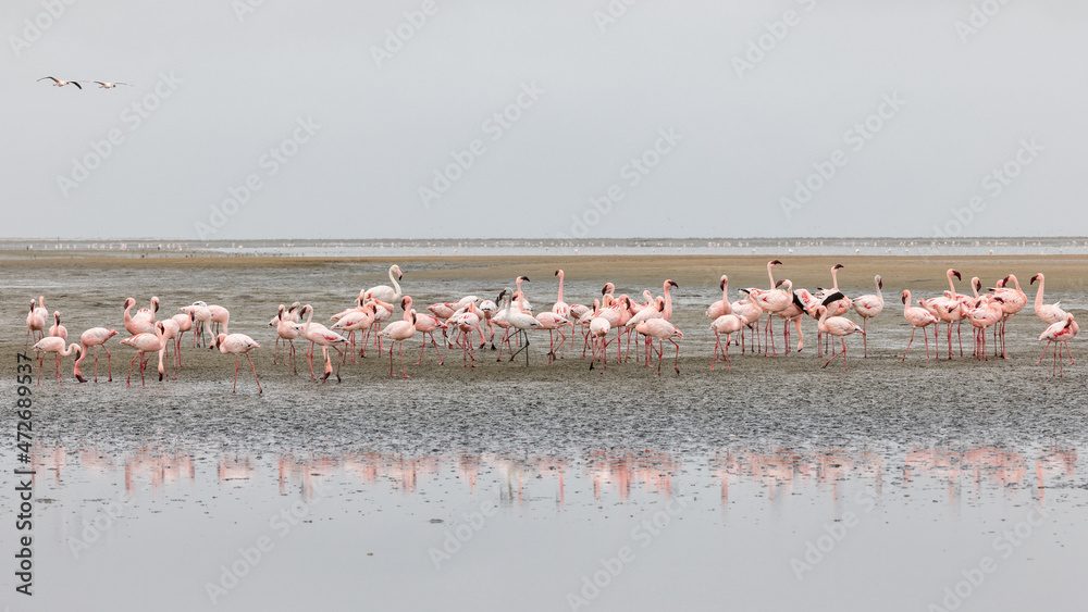 Fototapeta premium Eine Gruppe Zwerg- und Rosaflamingos im Flachwasserbereich der Walvis Bay