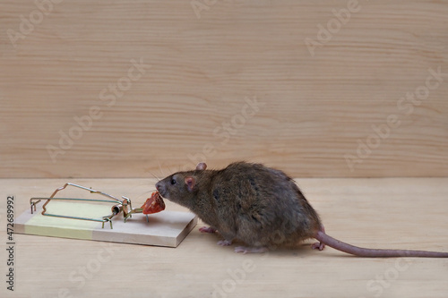 eine braune Ratte (rattus norvegicus) sitzt neben einer rattenfalle und schnüffelt an der wurst photo