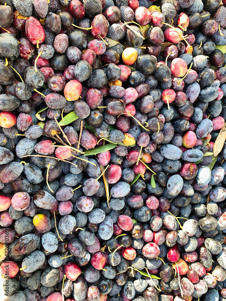 Olives harvest. A lot of beautiful colorful dark olives with leaves background, a little blurry at the corners of the frame