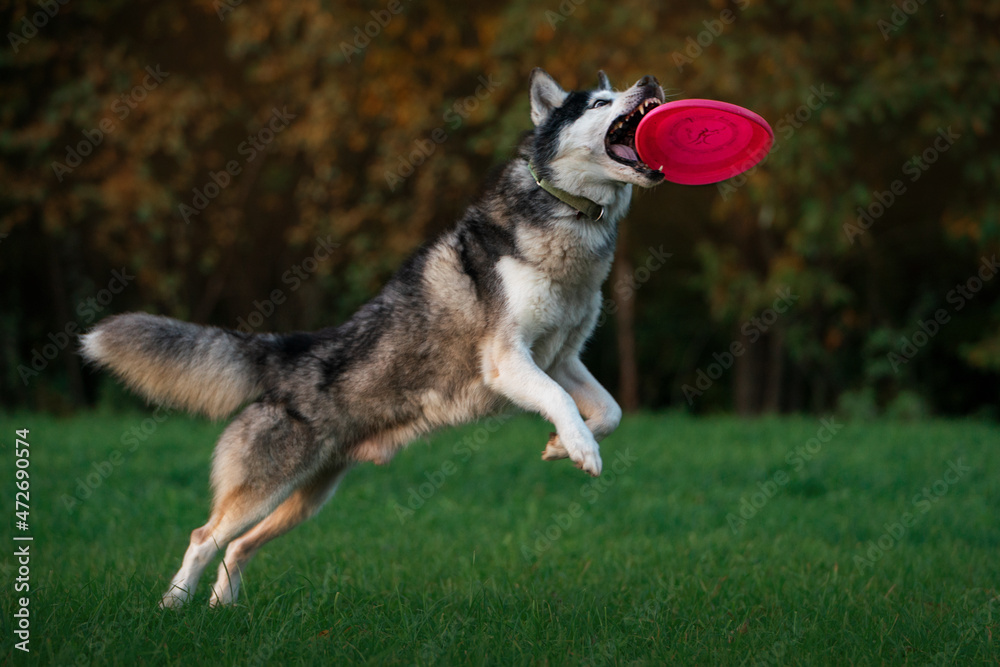 Husky catching frisbee